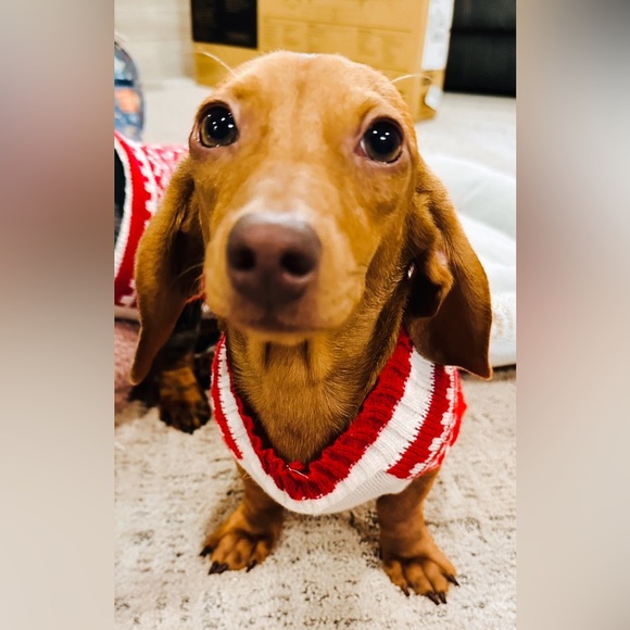 NEW Doxie-Rex T - Picture 11 of 12